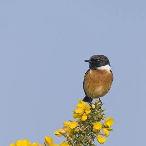 Common Stonechat (Saxicola torquata) adult male, perched on flowering gorse, Kelling Heath, Norfolk, England, april