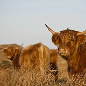 Domestic Cattle, Highland cows, standing in moorland, Ardfin Estate, Isle of Jura, Inner Hebrides, Scotland