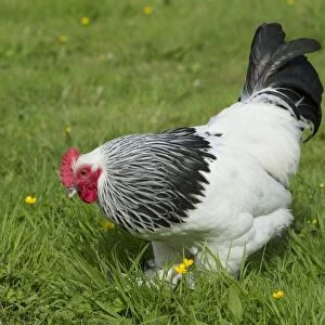 Domestic Chicken, Light Sussex, freerange cockerel, foraging on grass, Essex, England, august