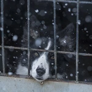 Domestic Dog, Border Collie, working sheepdog, adult, looking out of pen during snowfall, near Thornhill