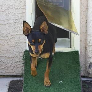 Domestic Dog, Chihuahua, adult, using dog flap, walking down ramp