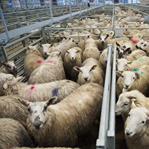 Domestic Sheep, lambs, flock spray marked in pens at market, Welshpool Livestock Market, Welshpool, Powys, Wales, december