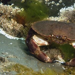 Edible Crab (Cancer pagurus) adult, attacking limpet, Kimmeridge Bay, Isle of Purbeck, Dorset, England, May