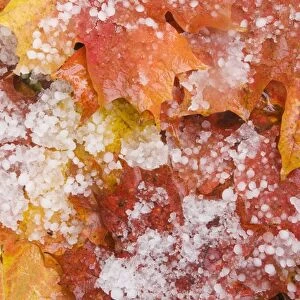 Fallen maple leaves on forest floor after hailstone shower, Upper Peninsula, Michigan, U. S. A. october