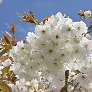 Flowers on an ornamental flowering cherry tree Prunus " Shizuka" or Fragrant Cloud young red leaves against a