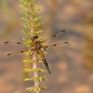 Four-spotted Chaser (Libellula quadrimaculata) adult, resting on Common Marestail (Hippuris vulgaris), Oxfordshire