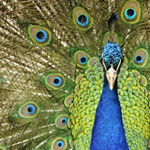 Indian Peafowl (Pavo cristatus) adult male, close-up of head and neck, displaying with tail feathers raised (captive)