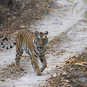 Indian Tiger (Panthera tigris tigris) adult, walking on forest track, Kanha N. P. Madhya Pradesh, India, March