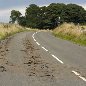 Mud on main road, after tractor coming out of field with mud on tyres, Cumbria, England, September