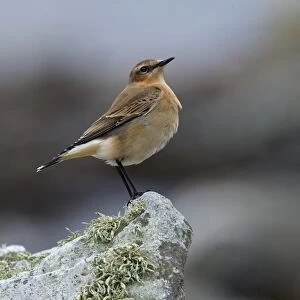 Northern Wheatear (Oenanthe oenanthe) juvenile, perched on rock, Islay Sound, Islay, Inner Hebrides, Scotland, september