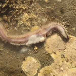 Paddleworm (Phyllodoce sp. ) adult, Epitoke stage pelagic morph capable of sexual reproduction, Kimmeridge Bay