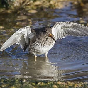Purple Sandpiper in winter plumage wing stretching after bathing in sea water