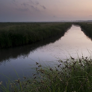 Sea Club-rush (Bolboschoenus maritimus) growing along banks of flooded ditch, in grazing marsh habitat at sunrise