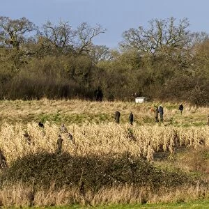 Shoot beaters flushing Pheasants from maize cover crop, Suffolk January