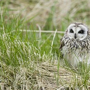 Short-eared Owl (Asio flammeus) adult, standing in long grass, Iceland, June