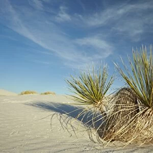 Soaptree Yucca (Yucca elata) growing in gypsum dunes, White Sands National Monument, New Mexico, U. S. A. December