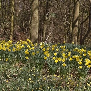 Spring time - Wild Daffodils grow in woodland setting
