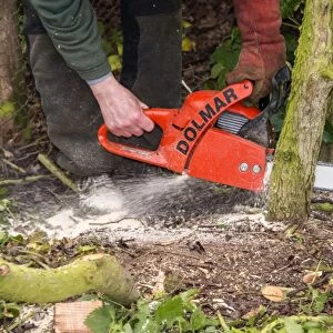 Using a chainsaw to cut hawthorn for hedge laying