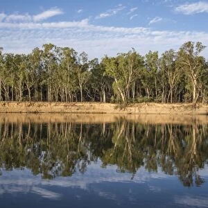 View of forest reflected in river, Barooga State Forest, Murray River, New South Wales, Australia, February