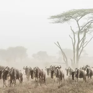 Africa, Kenya. Wildebeest herd moving in fog