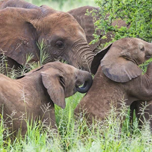 Africa. Tanzania. African elephants (Loxodonta africana) at Tarangire NP