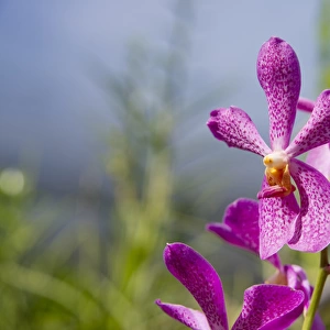 Australia, Northern Territory, Darwin. Jennys Orchid Garden