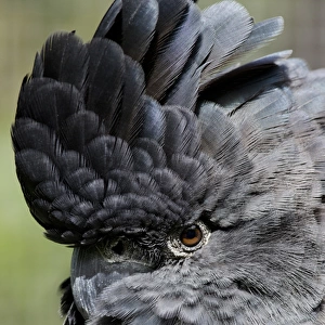 Australia, Queensland, Port Douglas. Wildlife Habitat Zoo. Detail of Red-tailed Black-Cockatoo