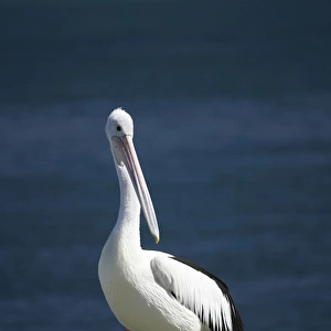 Australian Pelican (Pelecanus conspicillatus), Blacksmiths, Swansea Channel, New South Wales