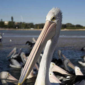 Australian Pelicans (Pelecanus conspicillatus), at The Entrance, New South Wales