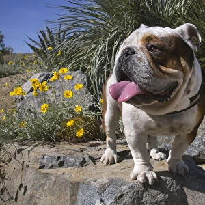 Bulldog in a desert garden