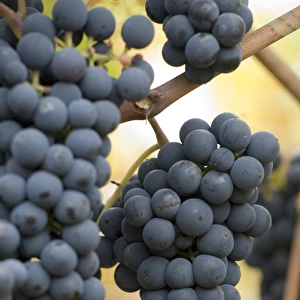 Canada, British Columbia, Cowichan Valley. Purple wine grapes hanging from the vive