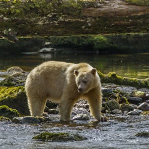 Canada, British Columbia, Inside Passage. White Spirit Bear hunts for fish on Riordan Creek