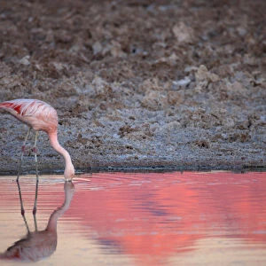 Chiean Flamingo drinking at the Atacama Salt Lake at sunset