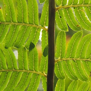A close-up detail of a fern in the Babinda Boulders rainforest, an hours drive south of Cairns