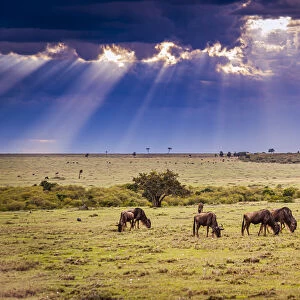Clouds with sun rays streaming down on Masai Mara in Kenya, Africa