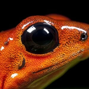 Costa Rica, La Fortuna, Strawberry Poison-dart Frog (Oendrobates pumilio) in captivity