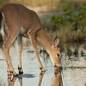 Endangered key deer buck drinking water from mangrove marsh, Odocoileus virginaus clavium