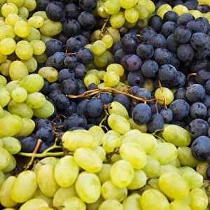 Europe; Italy; Tuscasny; Impruneta; Harvest Festival; Harvested Fresh Grapes from the