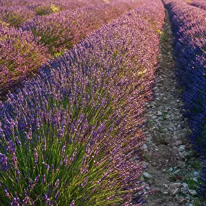 A field of Lavender, in bloom. Sault, Provence, France