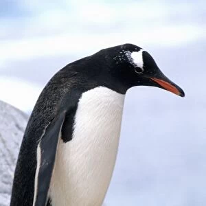 Gentoo Penguin on ledge with ice in Antarctica Peninsula wildlife birds