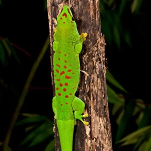 Giant Day Gecko, Phelsuma madagascariensis, Native to Madagascar