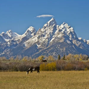 Horses; Moose Head Ranch; autumn; Grand Tetons; Grand Teton National Park; Wyoming; USA