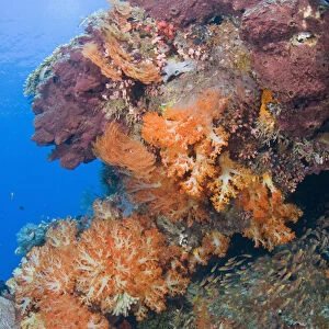 Indian Ocean, Indonesia, Komodo National Park. Scenic of part of protected coral reef