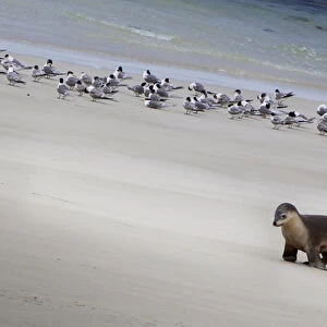 Kangaroo Island, Australia. Sea Lion Pup on the beach