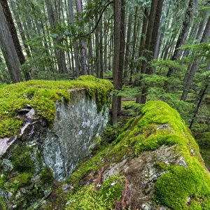 Mossy boulders in cedar and hemlock forest in Glacier National Park, Montana, USA