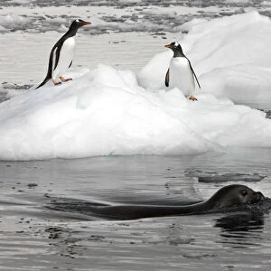 Neko Harbour; Antarctica. A Weddell Seal swims past two gentoo penguins standing