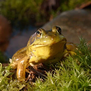 Northern Male Green frog, Rana clamitans melanotamale
