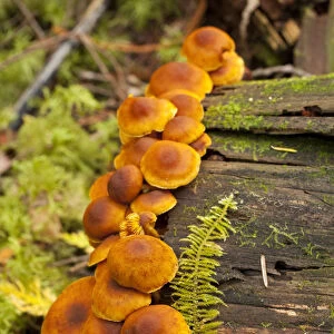 Orange mushrooms growing on a log in a forest, Sechelt, British Columbia, Canada