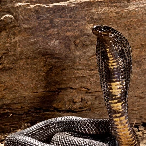 Pakistani Black Cobra, Naja naja karachiensis, Native to Pakistan and surrounding areas
