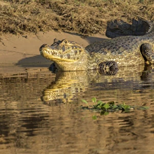 Pantanal, Mato Grosso, Brazil, South America